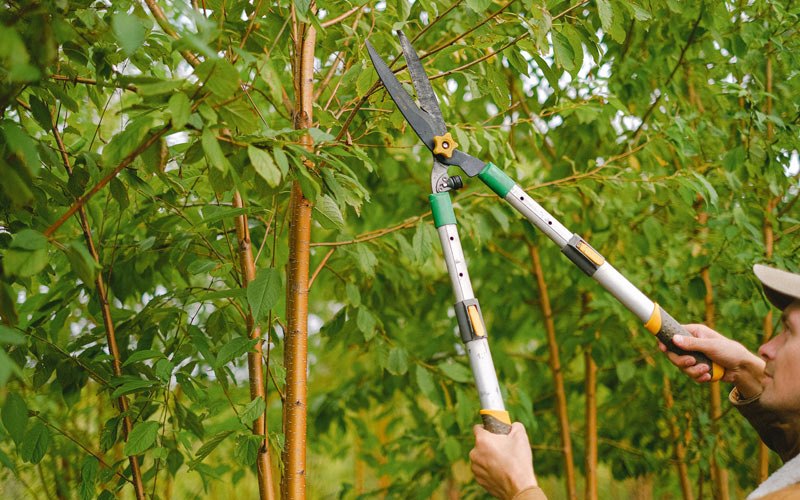 Tree trimming in Valders, WI